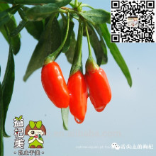 2018 NOVO CERTIFICADO CHINÊS GOJI BERRY ORGÂNICO